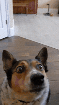 Dog Tongue GIF