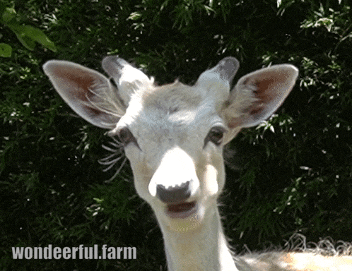White Deer Chewing GIF by Wondeerful farm