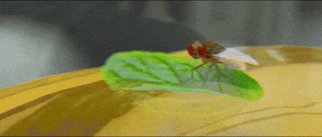 Indian Cinema Fly GIF