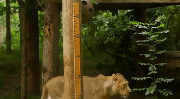London Zoo Holds Annual Weigh-in of Animals