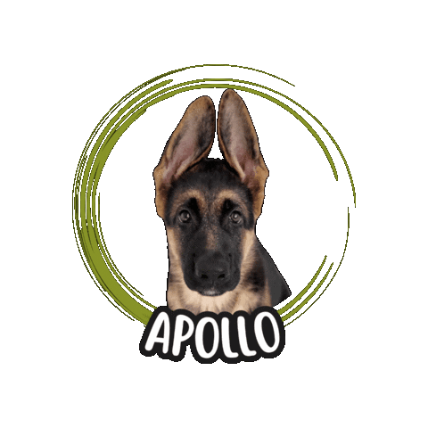 German Shepherd Apollo Sticker by Asilo per cani Dog'sMind