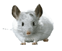 Guinea Pig Love Sticker