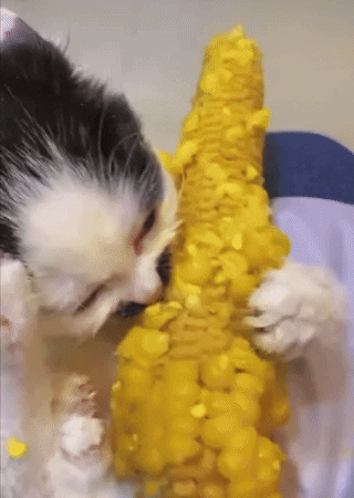 GIF by Martin