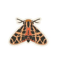 Moth Sticker by Howler Brothers