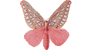 Butterfly Moth Sticker by Shambhala Music Festival