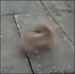 pu GIF