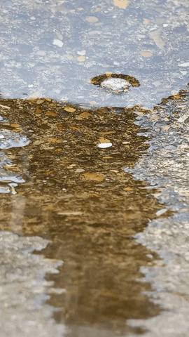 Simongip giphyupload GIF