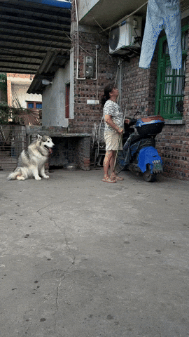 cuteanimalland giphyupload GIF