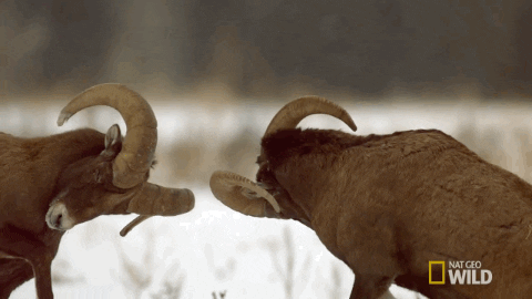 angry fight GIF by Nat Geo Wild 