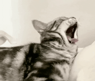 Cat Yawn GIF by arisanojima