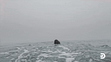 Nandi's Third Breach