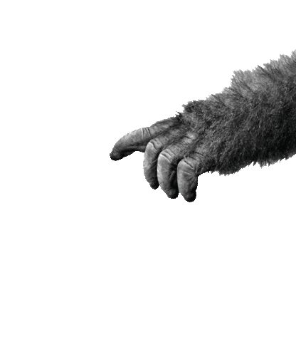 fettebeute giphyupload gorilla dwfb fette beute Sticker