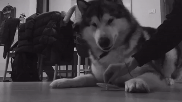 Alaskan Malamute Gets Very Excited About New Toy