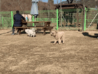 Namu GIF