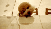Namu GIF