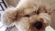 나무 GIF