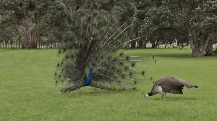 booty everything GIF