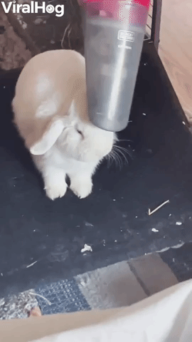 Dust Bunny Gets Vacuumed