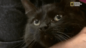 the incredible dr pol season 12 episode 6 GIF by Nat Geo Wild 