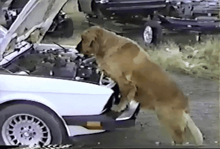 Video gif. A golden retriever peers into the open hood of a car as if he is checking the engine. 