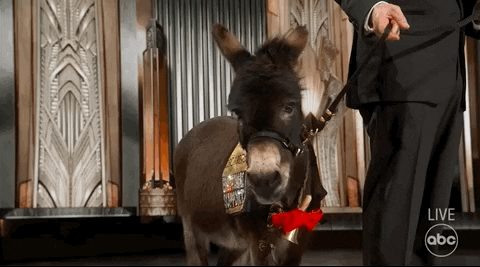 Oscars GIF by The Academy Awards