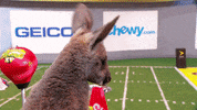 kangaroo GIF by Puppy Bowl