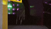 kangaroo GIF by Puppy Bowl