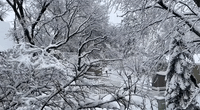 Snow Blankets Trees in Brainerd, Minnesota
