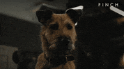 Good Boy Yes GIF by Apple TV+