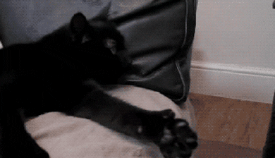 Black Cat Thumbs Up GIF