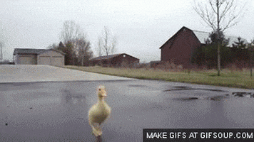 duck GIF