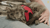 Angry National Geographic GIF by Nat Geo Wild