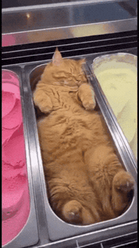 Ice Cream Cat GIF
