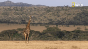 savage kingdom big cat week GIF by Nat Geo Wild 