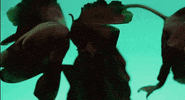 sun rose GIF