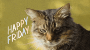 Thank God Its Friday GIF by Squirrel Monkey