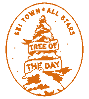 Tree Sticker by Ski Town All-Stars