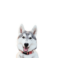 Srdce Love Dog Sticker by mrackova.foto