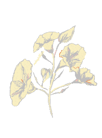 Flower Bloom Sticker by mimpikita