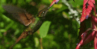 hummingbird GIF by Head Like an Orange
