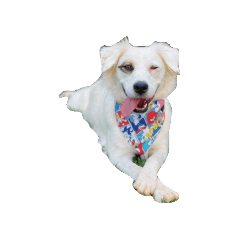 Sonic The Hedgehog Mano Sticker by Geekster Pets