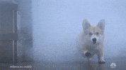 Season 7 Nbc GIF by Brooklyn Nine-Nine