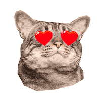 Cat Love Sticker