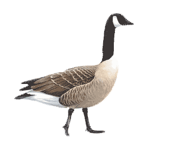 goose STICKER
