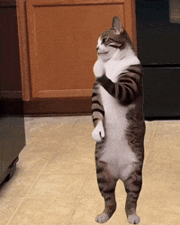 Cat Dancing Cats Of Instagram GIF
