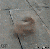 pu GIF