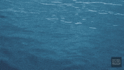NHMLAC nature ocean history museum GIF