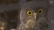 Stare Staring GIF by Honda