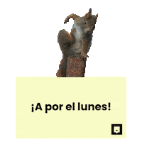 NubikaFormacion animal squirrel lunes animales Sticker