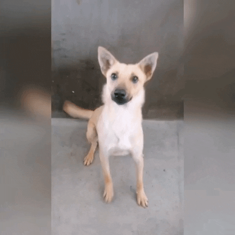 SPCA giphyupload GIF